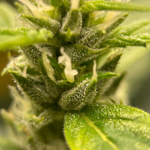 Lucyfur growlog timeline photo