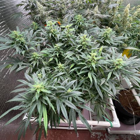Lucyfur growlog timeline photo