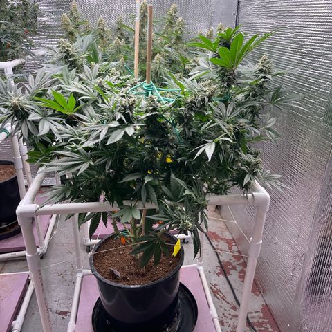 Harle Quin growlog timeline photo