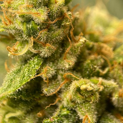Harle Quin growlog timeline photo