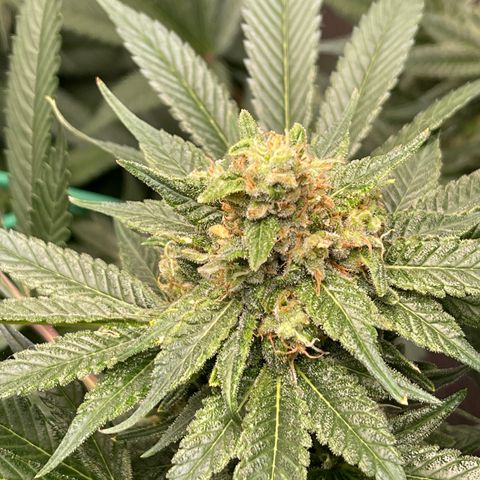 Harle Quin growlog timeline photo