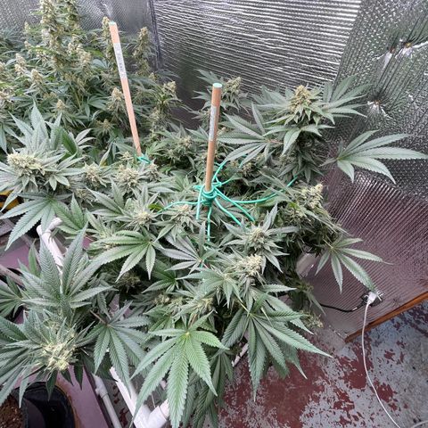 Harle Quin growlog timeline photo