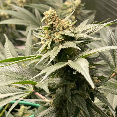Harle Quin growlog timeline photo