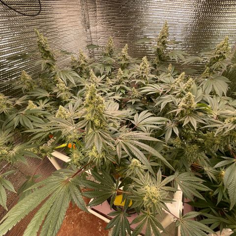 Princess Grodd growlog timeline photo