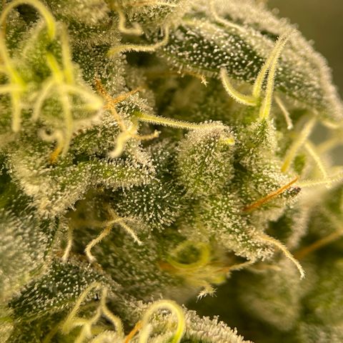 Princess Grodd growlog timeline photo