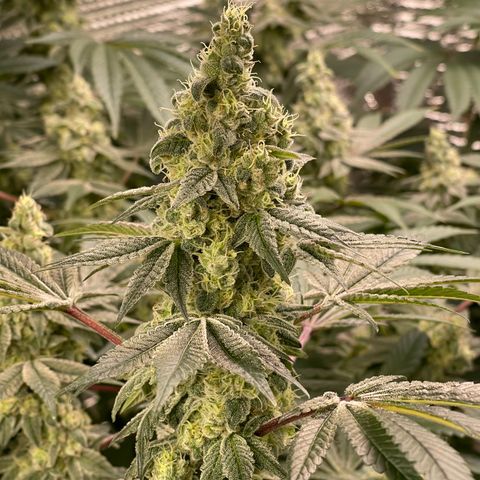 Princess Grodd growlog timeline photo