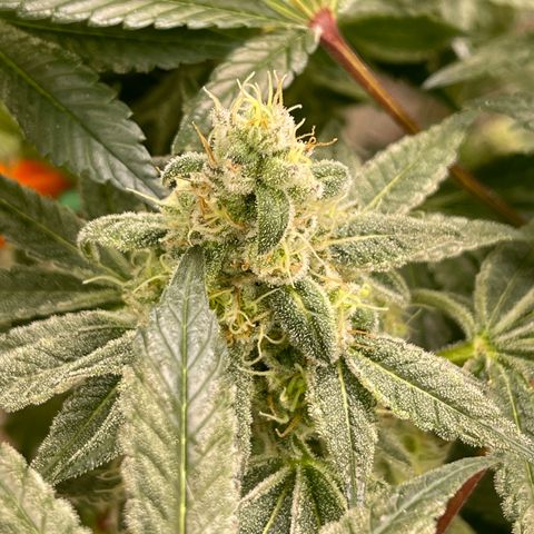 Princess Grodd growlog timeline photo