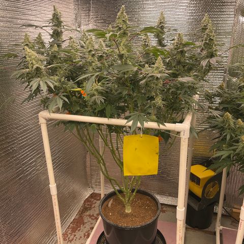 Princess Grodd growlog timeline photo