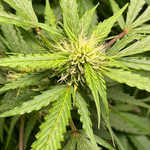 Candy Cane growlog timeline photo