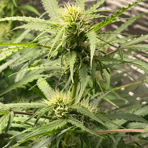 Candy Cane growlog timeline photo