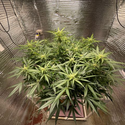 Candy Cane growlog timeline photo