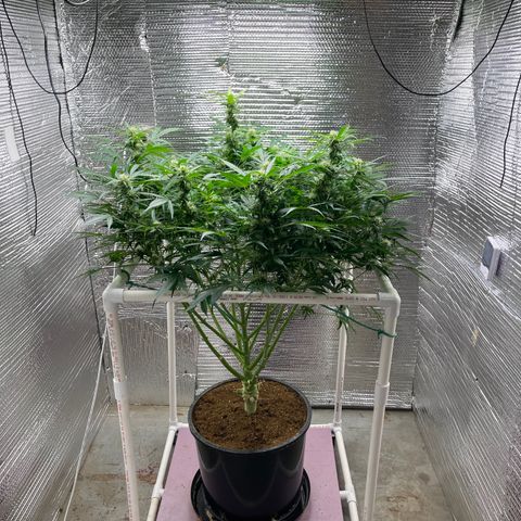 Candy Cane growlog timeline photo