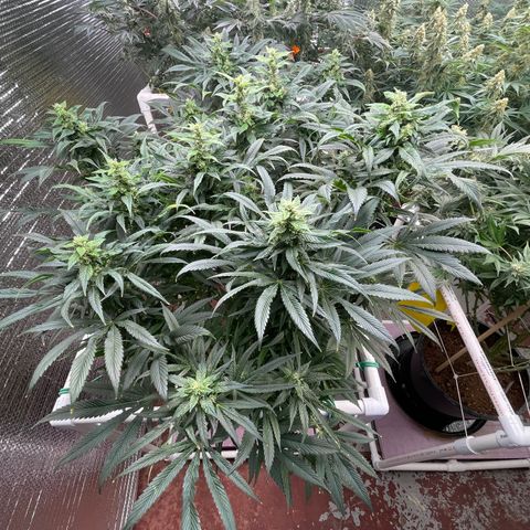 Lucyfur growlog timeline photo