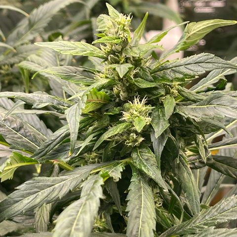Lucyfur growlog timeline photo