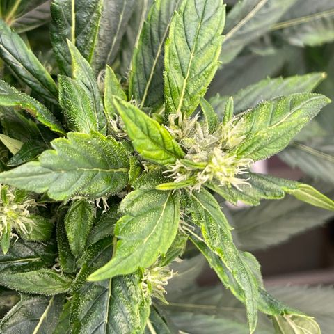 Lucyfur growlog timeline photo