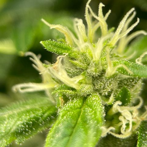 Lucyfur growlog timeline photo