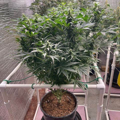 Lucyfur growlog timeline photo