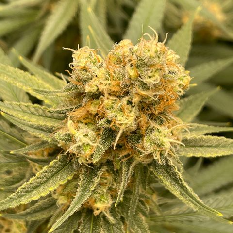 GI Jane growlog timeline photo