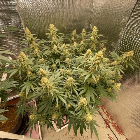 GI Jane growlog timeline photo