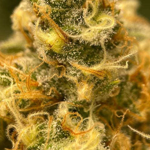 GI Jane growlog timeline photo