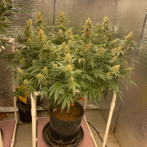 GI Jane growlog timeline photo