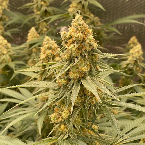 GI Jane growlog timeline photo