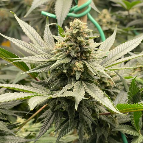 Harle Quin growlog timeline photo
