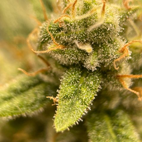 Harle Quin growlog timeline photo