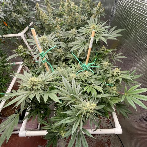 Harle Quin growlog timeline photo