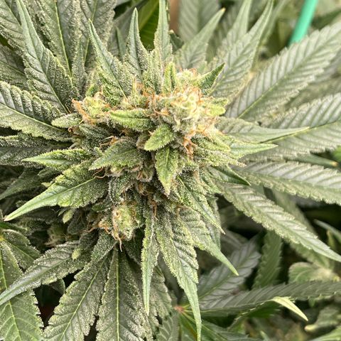 Harle Quin growlog timeline photo