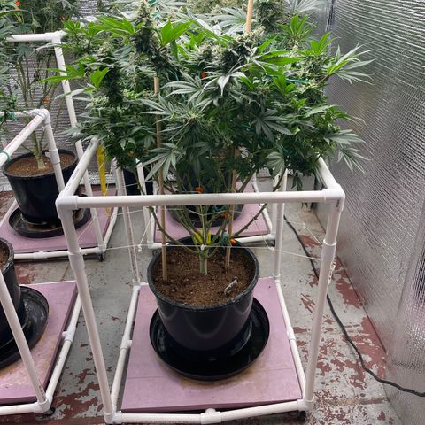 Harle Quin growlog timeline photo