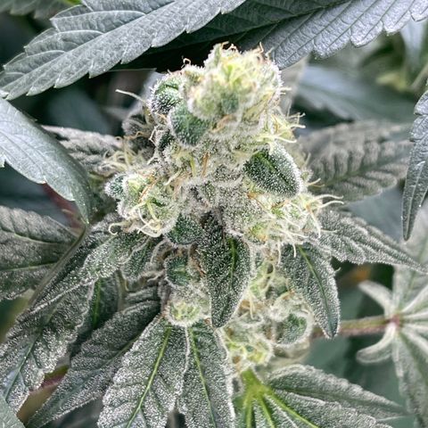 Princess Grodd growlog timeline photo