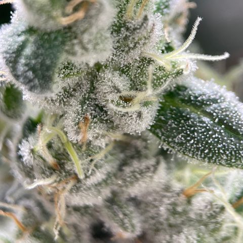 Princess Grodd growlog timeline photo