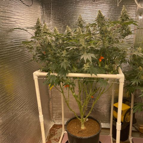 Princess Grodd growlog timeline photo
