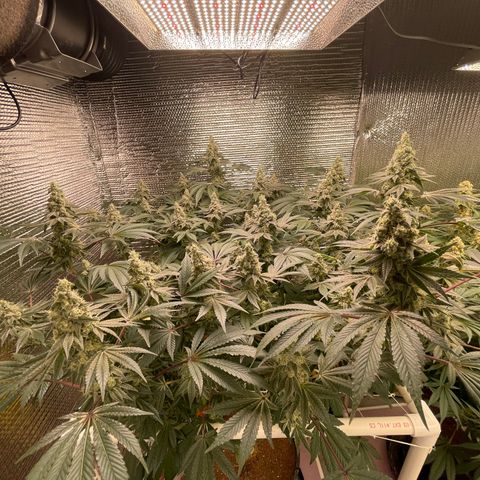 Princess Grodd growlog timeline photo