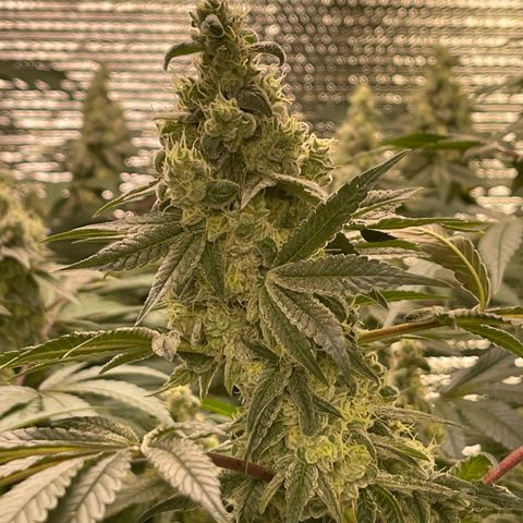 Princess Grodd growlog timeline photo