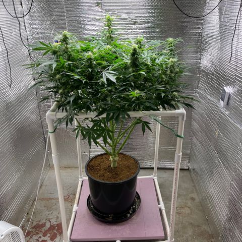 Candy Cane growlog timeline photo