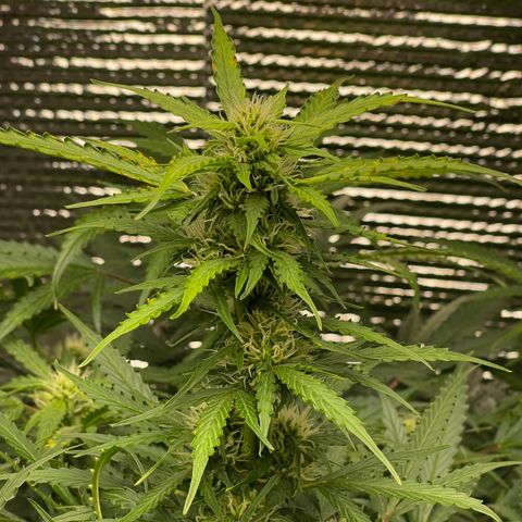 Candy Cane growlog timeline photo