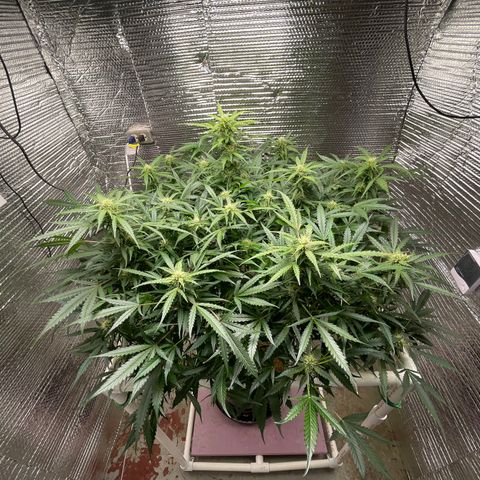 Candy Cane growlog timeline photo