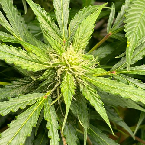 Candy Cane growlog timeline photo