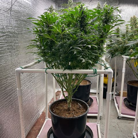 Lucyfur growlog timeline photo