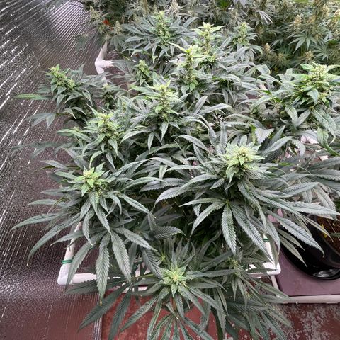Lucyfur growlog timeline photo