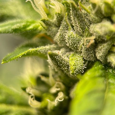 Lucyfur growlog timeline photo