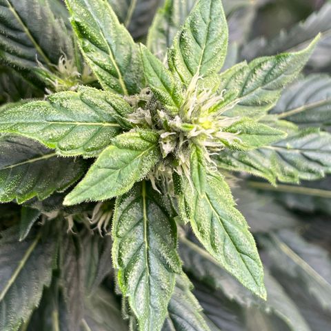 Lucyfur growlog timeline photo