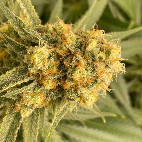 GI Jane growlog timeline photo