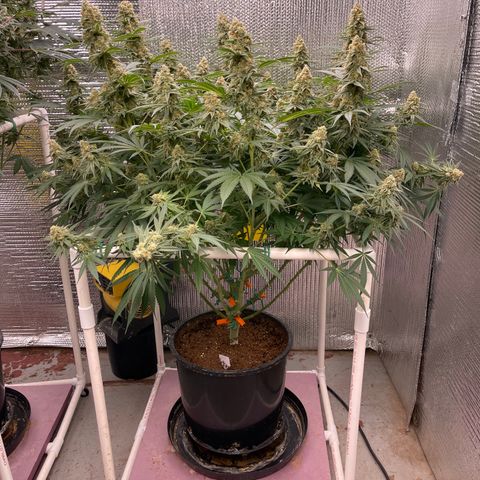 GI Jane growlog timeline photo