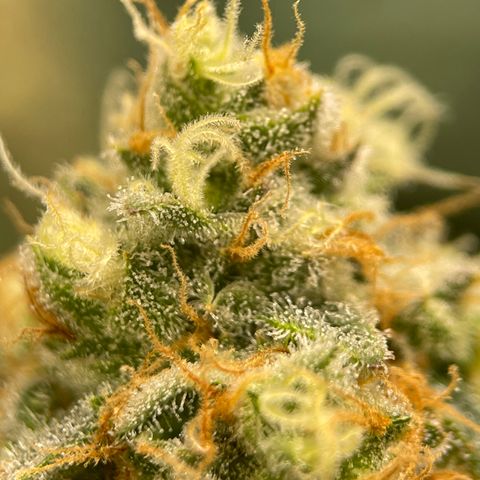 GI Jane growlog timeline photo