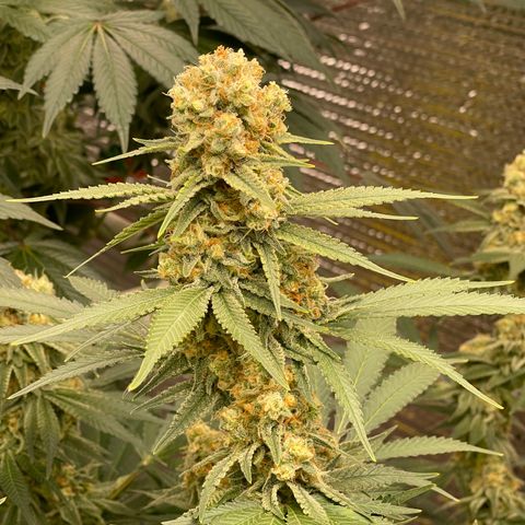 GI Jane growlog timeline photo