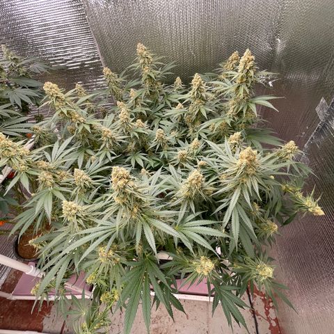 GI Jane growlog timeline photo