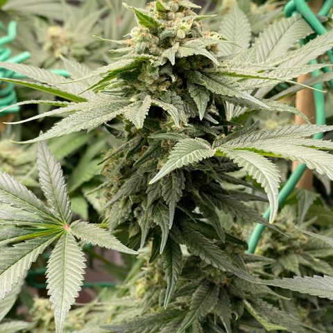 Harle Quin growlog timeline photo